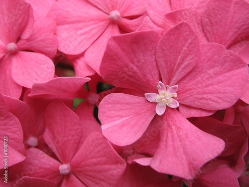 hydrangea