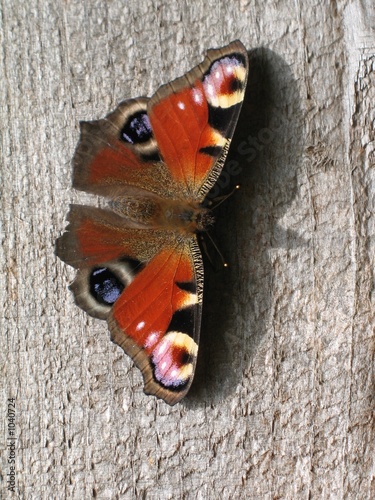 peacock butterfly 2