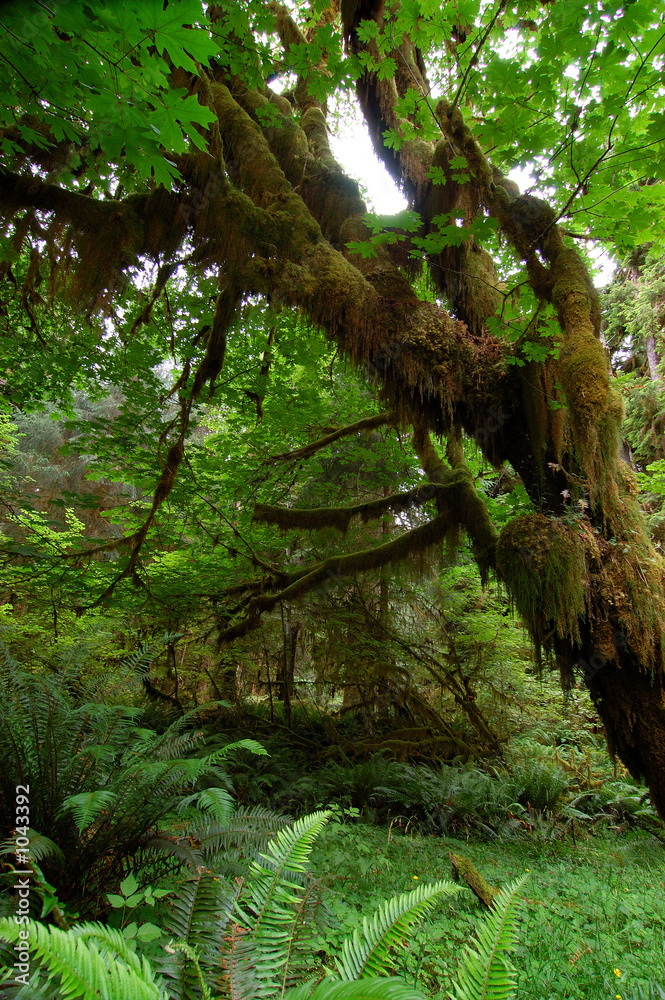 Fototapeta premium big tree with moss