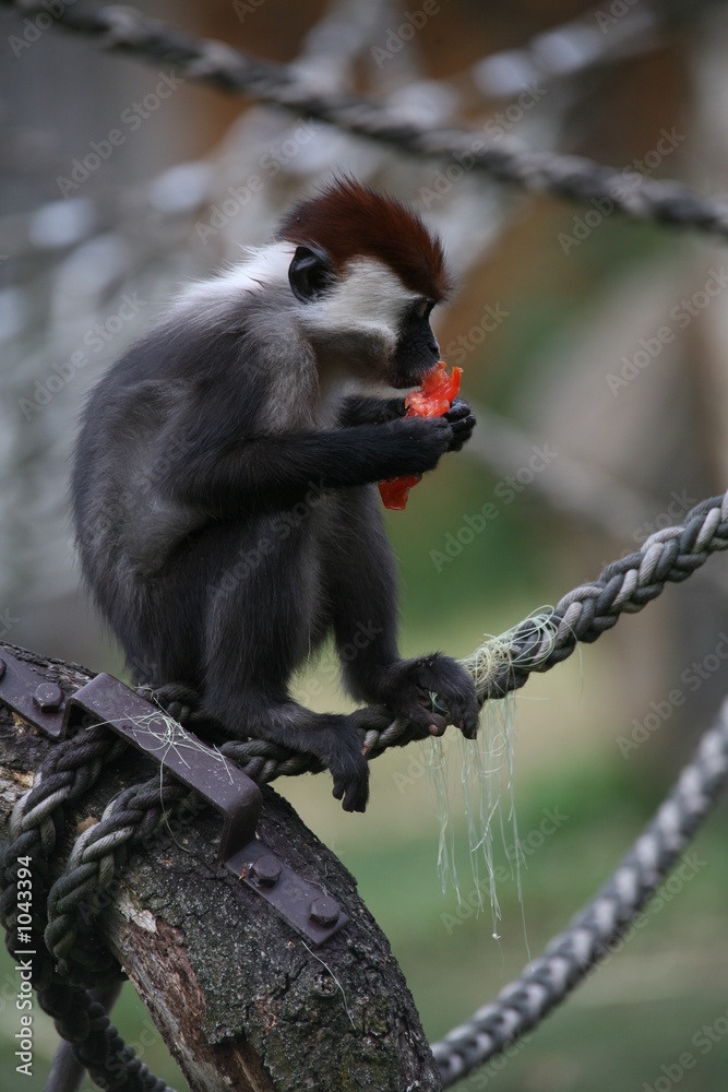 Fototapeta premium rotscheitelmangabe