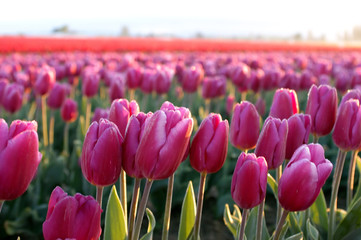 Wandcirkels Tulp Veelkleurige tulpenvelden in lentebloei  © Harry HU