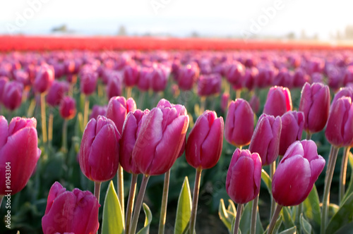 colorful tulip fields