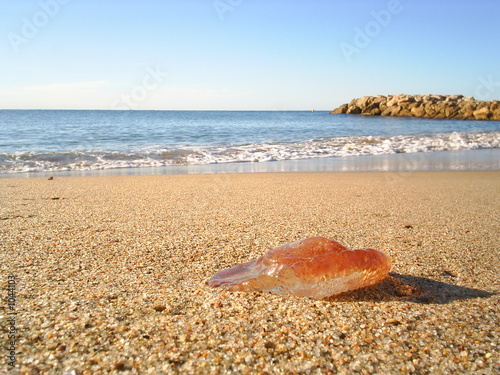 meduse sur plage