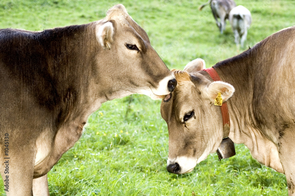 animalische liebe animalische liebe