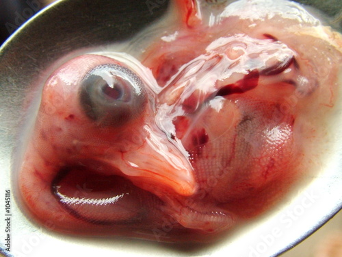 Canvas-taulu foetus de canard