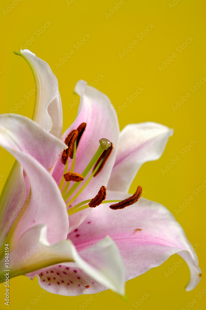 lily on yellow