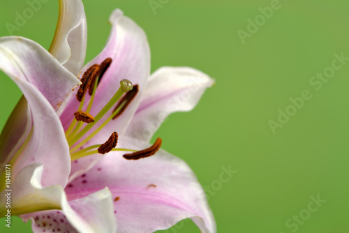 lily on green © Kasia Biel