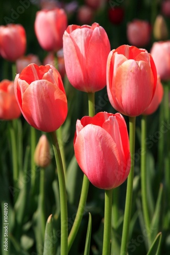 pink tulilps