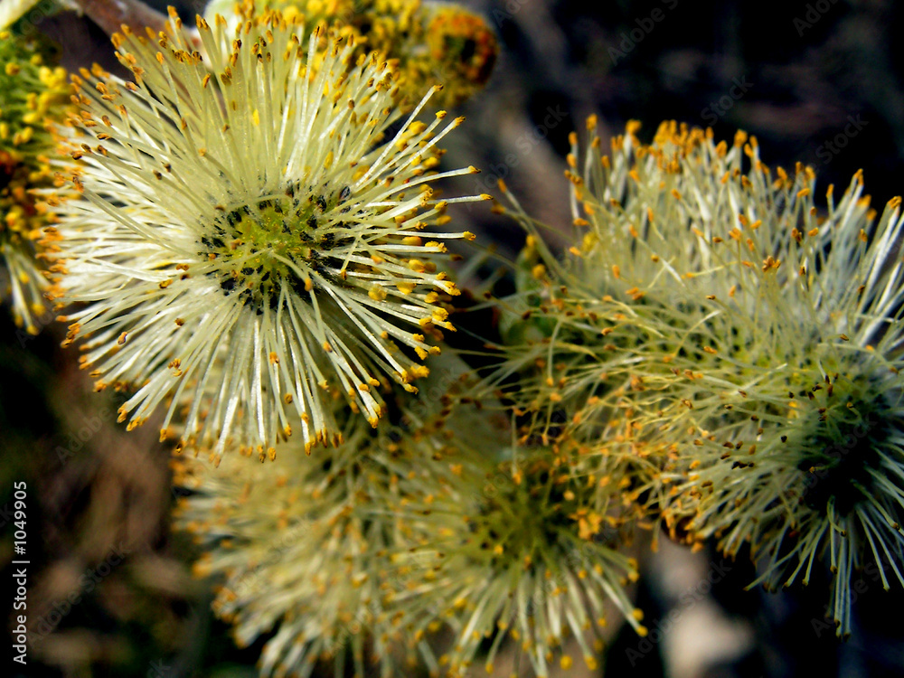 spring willow spring willow