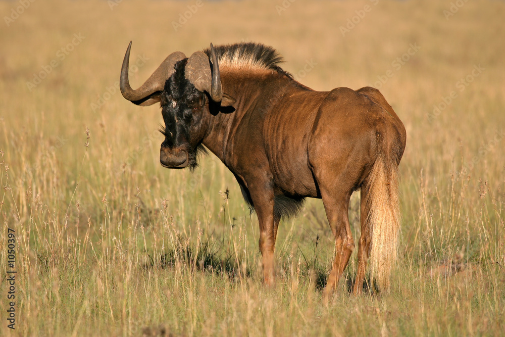 black wildebeest black wildebeest