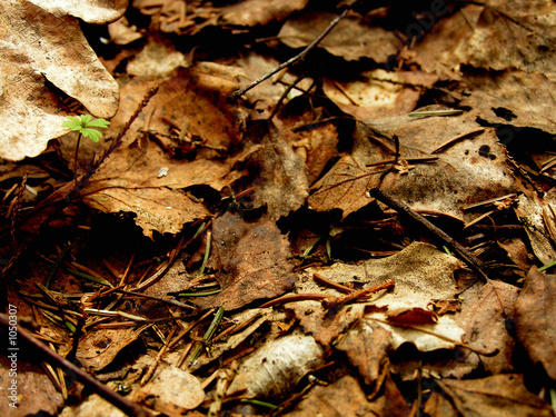 dead leaves