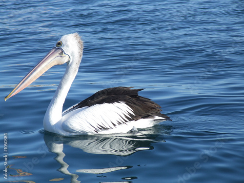 pelican water 01