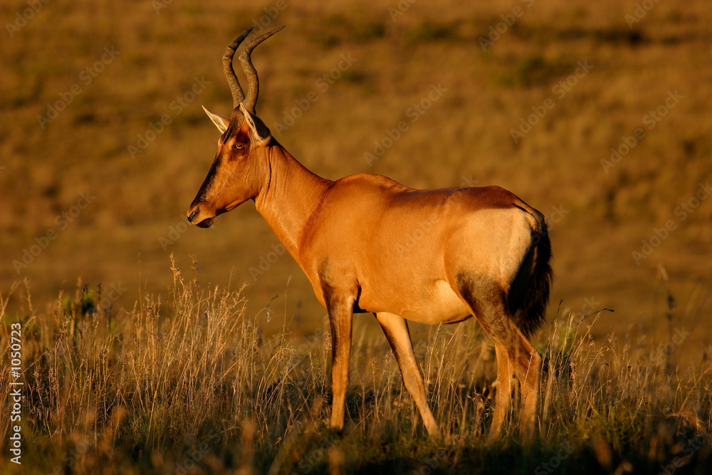 Fototapeta premium red hartebeest
