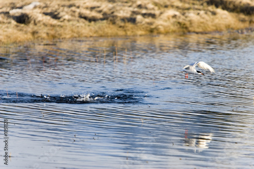 фотографія tern fishing