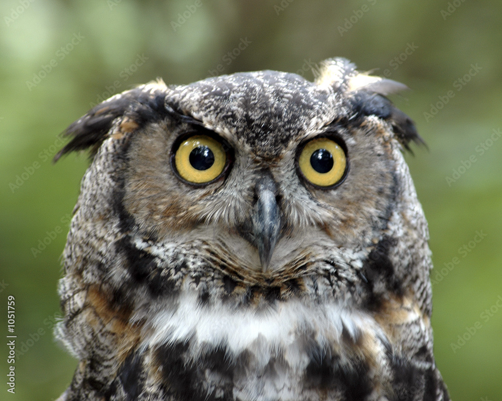 who gives a hoot who gives a hoot