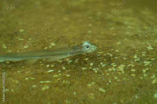 schlammspringer photo