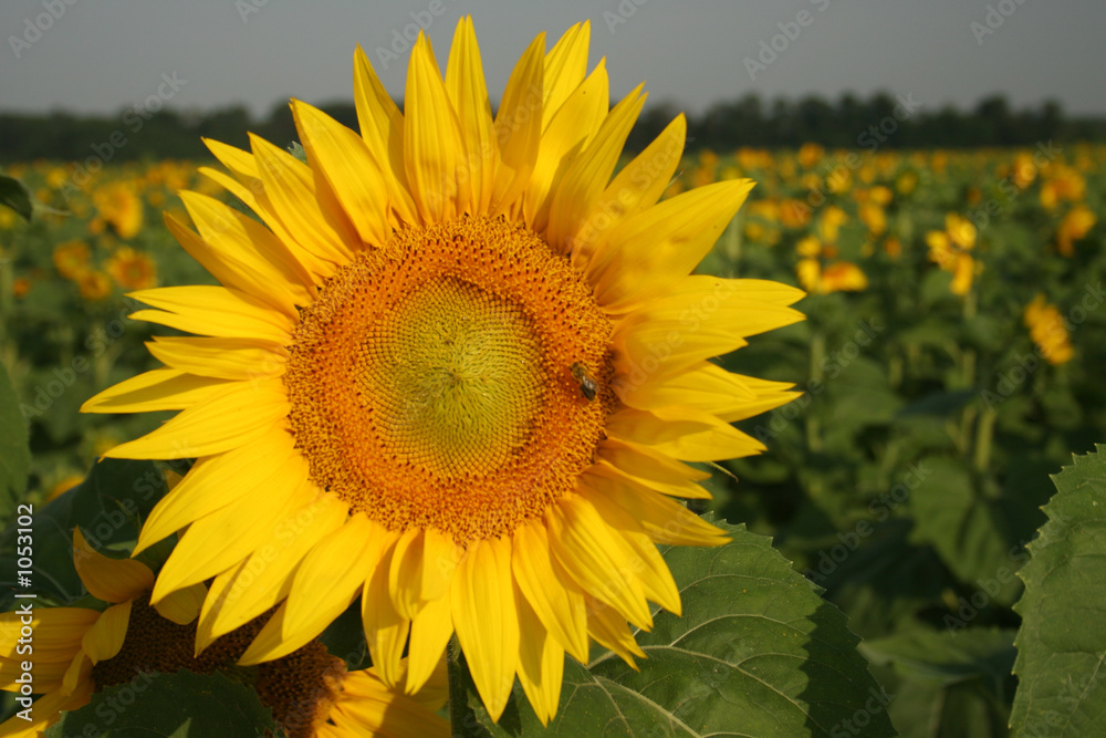 sunflower field sunflower field