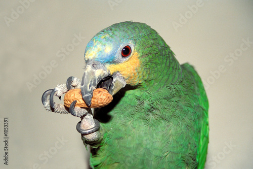 orange-winged amazon parrot eating a peanut