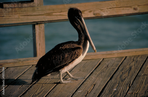 pelican walking along wooden pier at sunset © Bo Widerberg