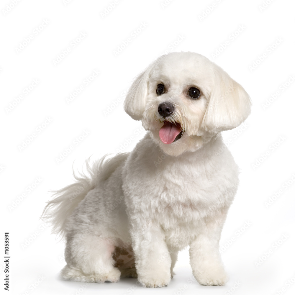 bichon maltais