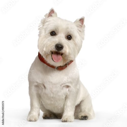 Quadro em tela west highland terrier