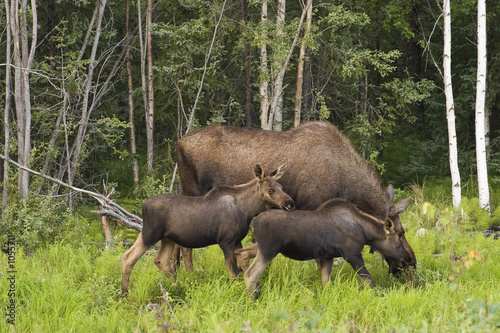 moose family