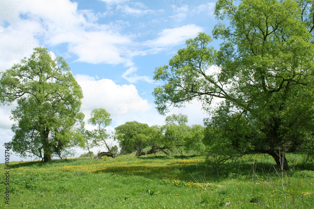 landscape with trees