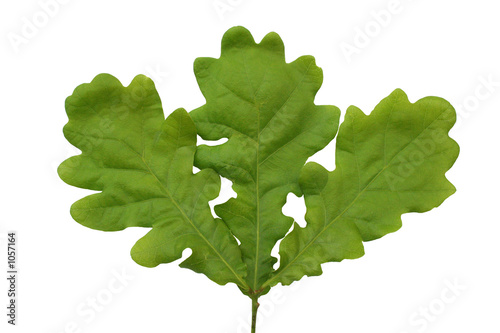 three oak leaves on a branch