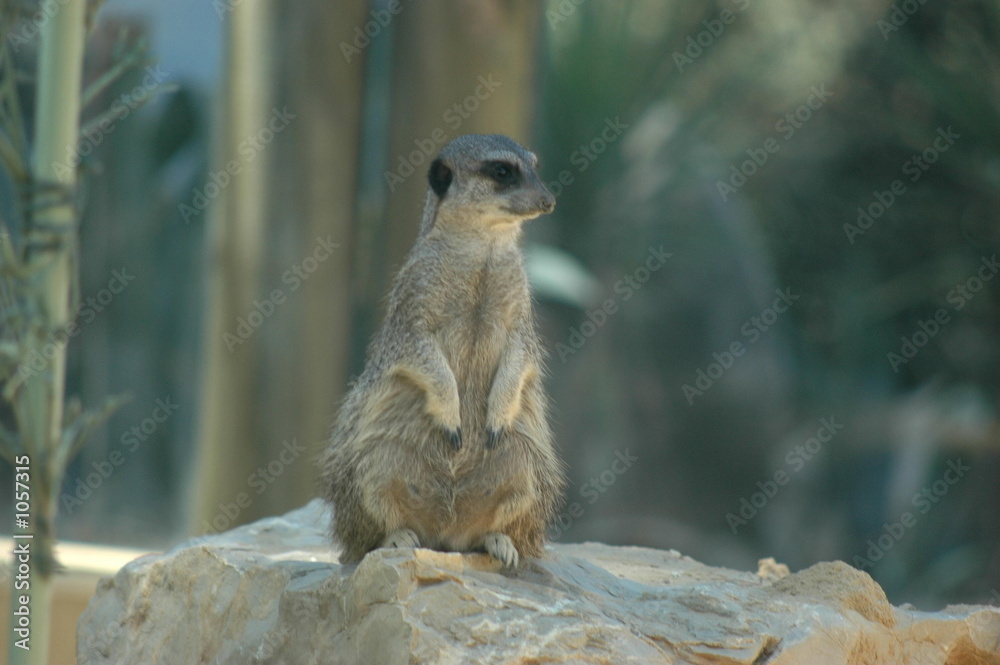 Fototapeta premium suricate