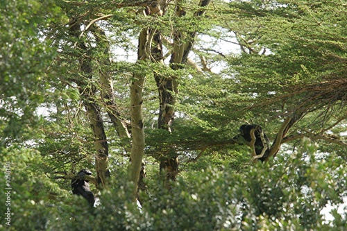 chimpanzés dans les arbres