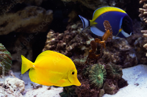 yellow fish zebrasoma flavescens