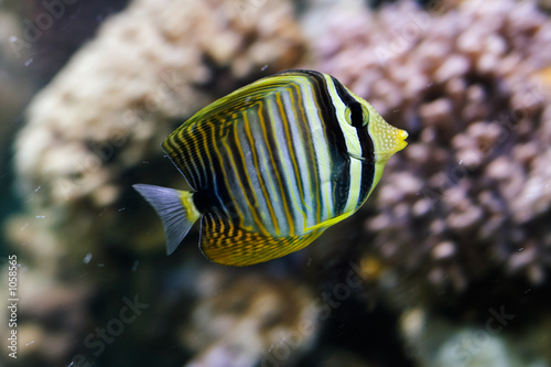 fish zebrasoma velyferum