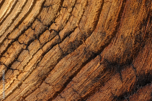 Tableau sur toile veinied wood