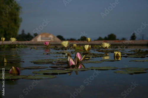water lily photo