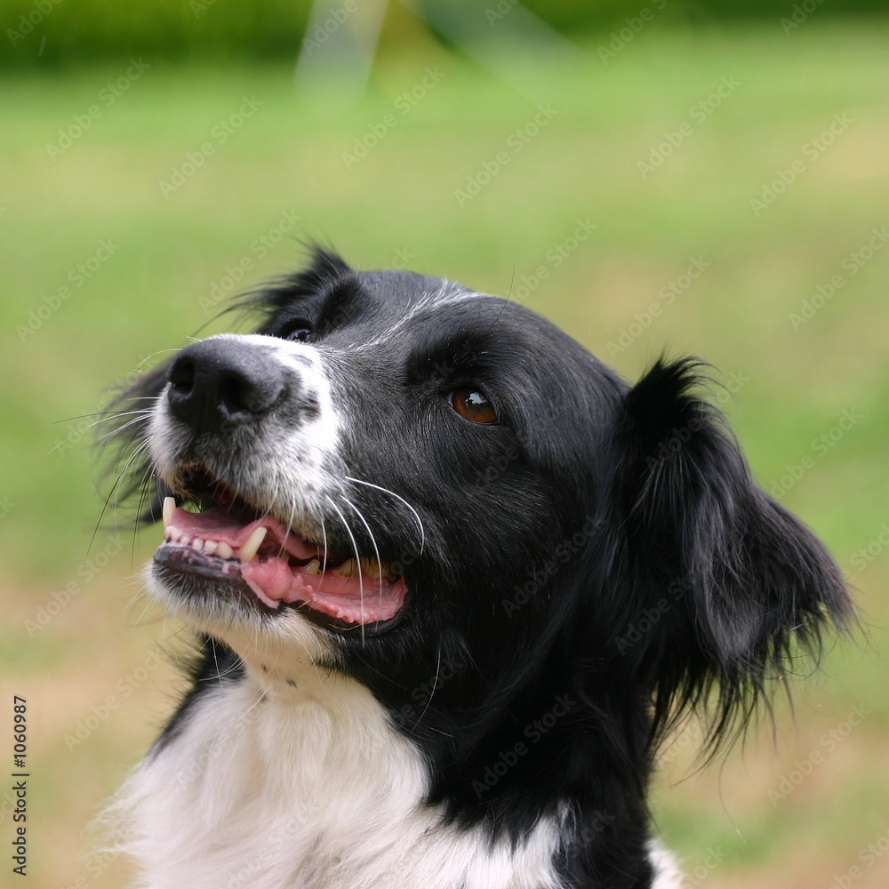 attentive dog attentive dog