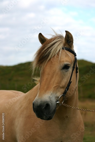 norwegian horse portait