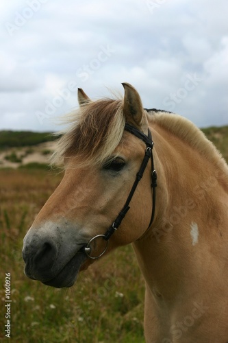 friendly fjord horse © E. Spek