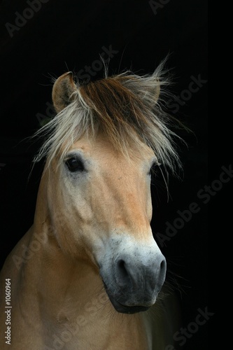 Fototapeta Naklejka Na Ścianę i Meble -  beautiful horse on black