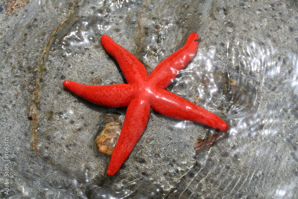 l'étoile de mer l'étoile de mer