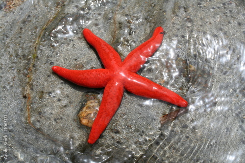 l'étoile de mer