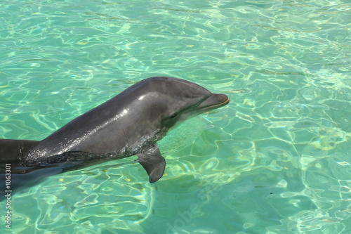 dauphin bleu qui sort de l eau