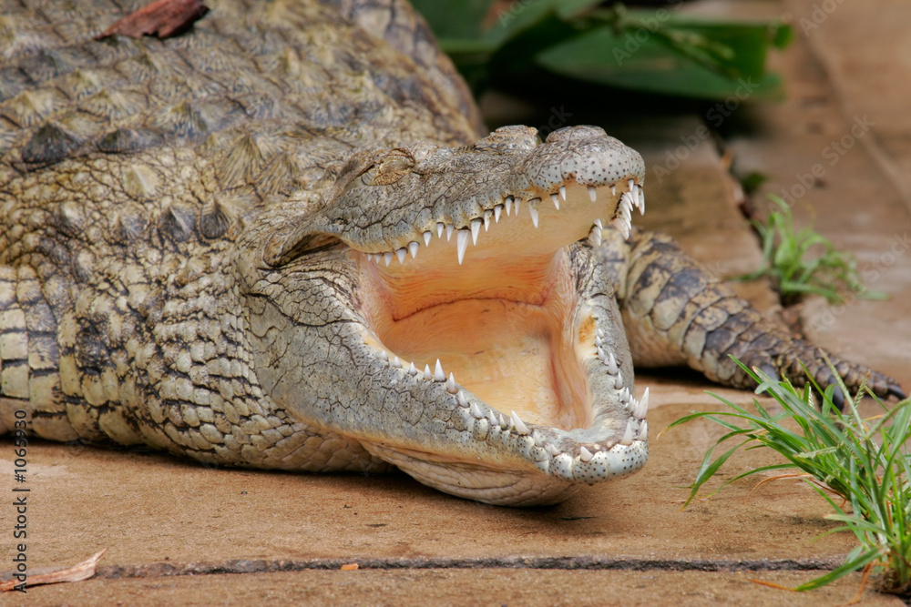 Fototapeta premium nile crocodile