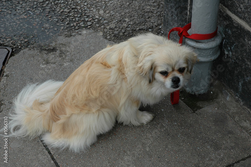 dog tied to a pipe with red ribbon