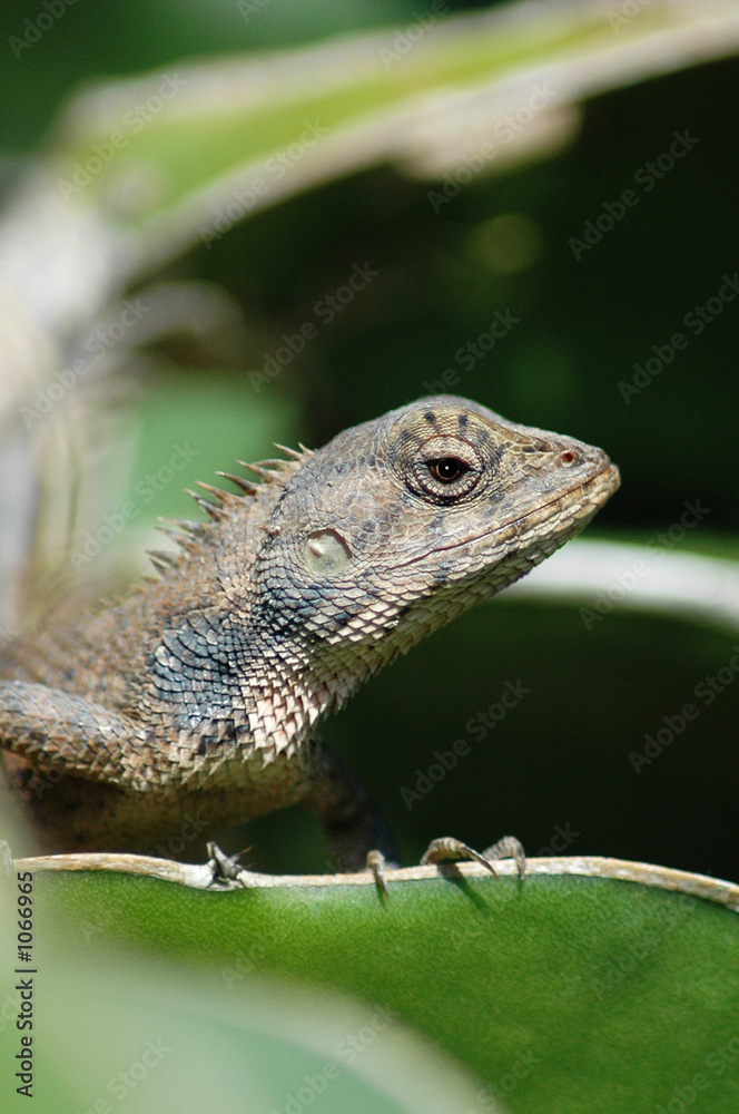 Obraz premium lizard/dragon