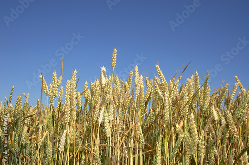 wheat field