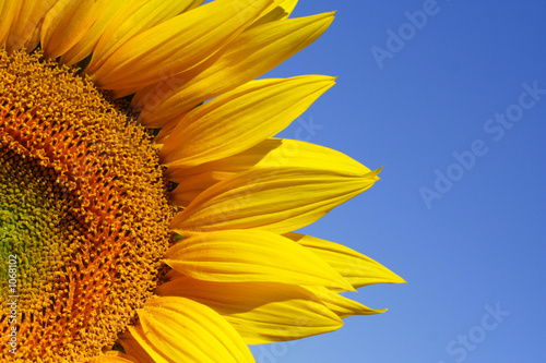tournesol 4 photo