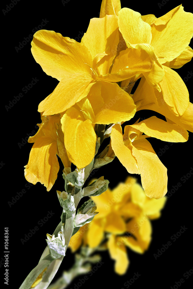 Obraz premium fleur jaune