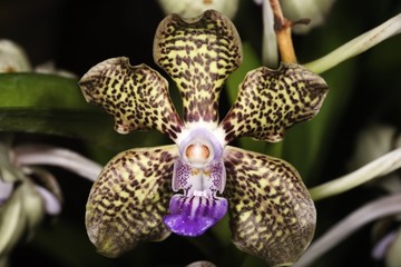 Poster Orchidee Gevlekte orchideeën met sierlijke tekening  © Tan Kian Khoon