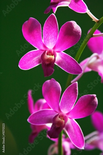 purple orchid