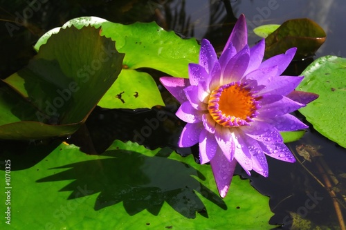 waterlily